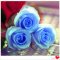 我要发芽 花卉种子 蓝马——玫瑰种子花色绚丽 芳香 四季播种 供应多种颜色任选 10粒/包