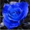 我要发芽 花卉种子 蓝色妖姬——玫瑰种子花色绚丽 芳香 四季播种 供应多种颜色任选 10粒/包