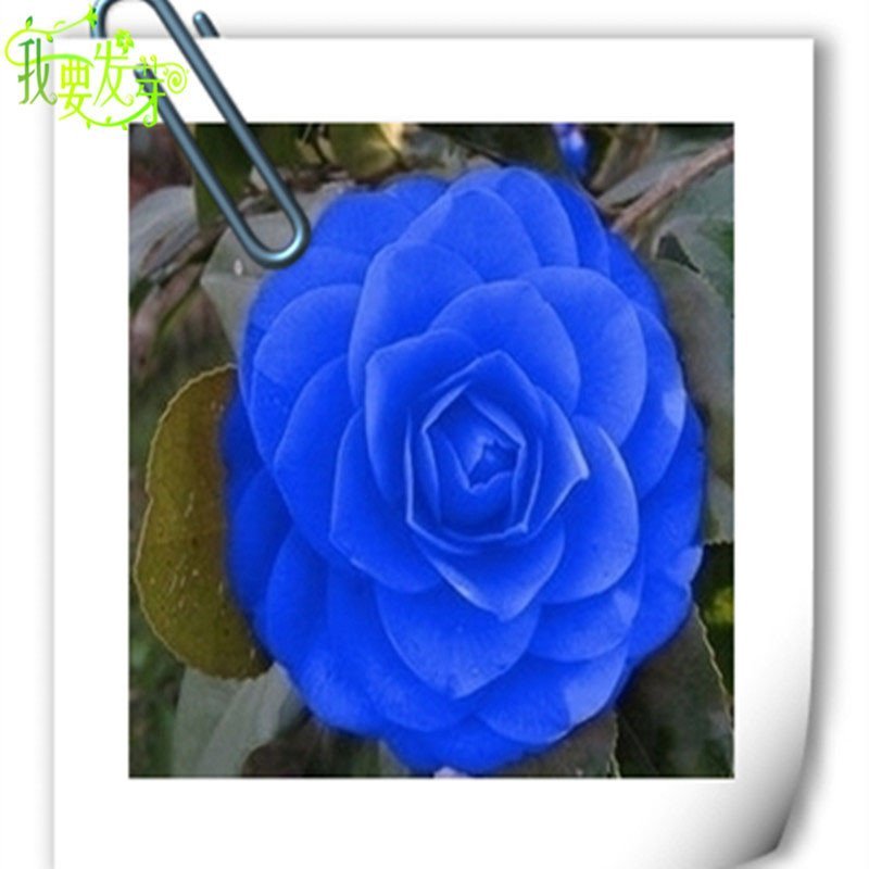 我要发芽花卉种子蓝茶花种子四季播种颜色绚丽齐全易种植5粒包