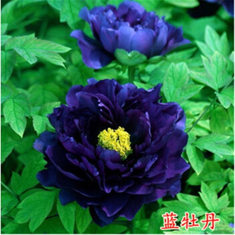 我要发芽盆栽花卉种子蓝牡丹花种子富贵花洛阳花花中之王20粒包