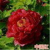 我要发芽 盆栽花卉种子 中国红——牡丹花种子 富贵花 洛阳花 花中之 王 20粒/包