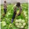 我要发芽 蔬菜种子 牡丹江二号大白菜种子 东北大白菜 单颗重4公斤 高产10克/包