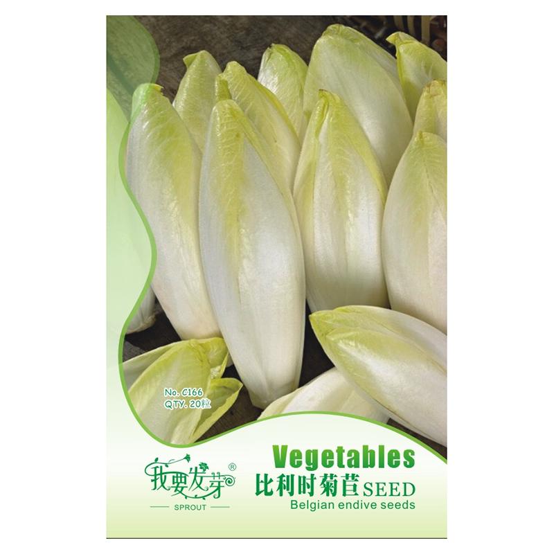 我要发芽 蔬菜种子 比利时菊苣种子 玉兰菜 芽球菊苣 20粒/包