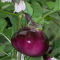 蔬菜种子 二苠茄种子 紫黑圆茄子 中熟园茄 耐热 抗病 肉嫩 5g/包 举报