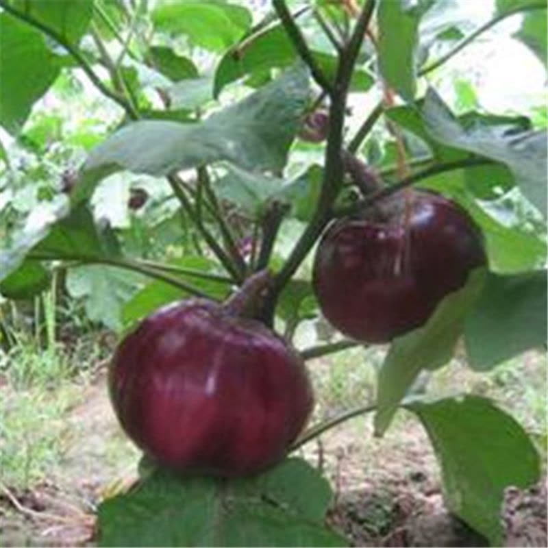 蔬菜种子 二苠茄种子 紫黑圆茄子 中熟园茄 耐热 抗病 肉嫩 5g/包 举报图片