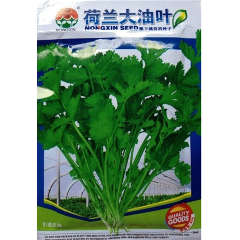 蔬菜种子 荷兰大油叶香菜种子 产量高芜荽 耐寒