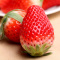 【中华特色】烟台馆新鲜草莓水果奶油味烟台特产现摘现发头茬果900g