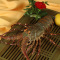 【鲜活】 渔鼎鲜 鲜活斯里兰卡进口小青龙虾 0.8斤左右/只 青龙花龙虾 鲜活发货