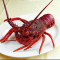 【鲜活】渔鼎鲜 活鲜澳洲进口鲜活大龙虾 1000g/只 澳龙可做刺身鲜活水产全国配送