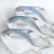 渔鼎鲜冷冻东海大鲳鱼500-600g 袋装 舟山特产鱼类顺丰航空冷链配送