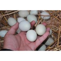 博多客 50枚 绿壳土鸡蛋 农家 美食绿壳 乌骨 非乌鸡蛋 新鲜 柴鸡蛋