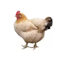 [2年老母鸡]正宗2年土鸡农家散养老母鸡草鸡整鸡柴鸡鸡肉整只 一只装