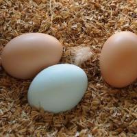 土鸡蛋绿壳蛋混装散养土鸡蛋月子蛋笨鸡蛋整箱批发 20枚试吃装