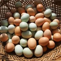 土鸡蛋绿壳蛋混装散养土鸡蛋月子蛋笨鸡蛋整箱批发 50枚实惠装