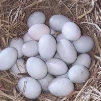 鸭蛋新鲜土鸭蛋鸭蛋土鸭蛋 现发绿壳生鸭蛋新鲜 红心绿壳蛋[60-70]40枚