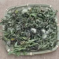 蒲公英整棵带根干的蒲公英茶婆婆丁新货沂蒙山 500克