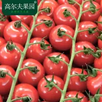 圣女果小黄瓜小番茄新鲜蔬菜樱桃小西红柿水果黄瓜 小柿子 纯圣女果5斤