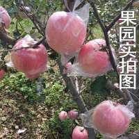 陕西红富士苹果水果不打蜡脆甜苹果新鲜水果丑苹果整箱批发 普通红富士 带箱9.5-10斤[大果]