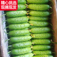 东北旱黄瓜新鲜小青瓜5斤水果蔬菜绿黄瓜带刺脆皮荷兰水果小黄瓜