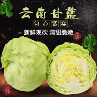 云南新鲜蔬菜卷心菜包菜莲花白鲜圆白包菜绿甘蓝 泡菜 5斤