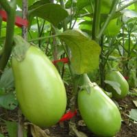 新鲜绿茄子河南特产青茄子新鲜蔬菜农家自种园茄子五斤装