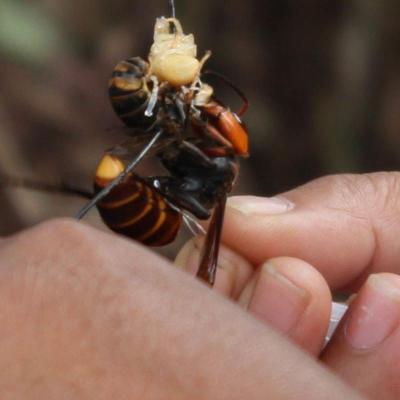 筑巢地下的地龙蜂金环胡蜂大马蜂土地蜂黄蜂虎头蜂牛角蜂九里蜂 100只精品虎头蜂