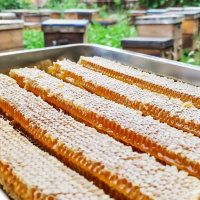 蜂巢蜜嚼着吃纯正天然500g一斤盒装巢窝蜜农家自产原筑蜂巢蜜