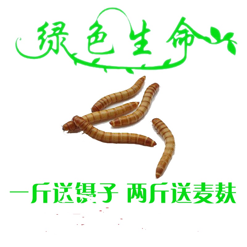 面包虫 黄粉虫爬虫饲料鹦鹉八哥画眉 鱼乌龟饵料 面包虫子