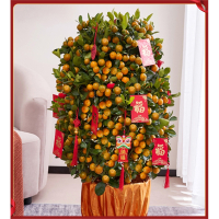 古达年货四季金桔盆栽带果橘子树绿植室内客厅大型年桔招财植物年宵花盆景