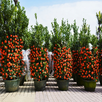 古达年货金桔树盆栽带果发货橘子树苗可食用脆皮金桔室内庭院种植四季绿植