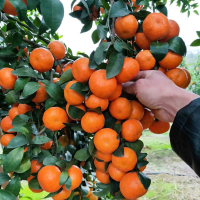 古达沙糖桔树苗地栽盆栽南方北方种植橘子树苗柑桔果树果苗嫁接砂糖橘