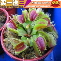 盆栽花卉植物种子 食虫草/捕蝇草种子 驱蚊种子 捕虫种子 20粒装（请先与客服确认再下单）