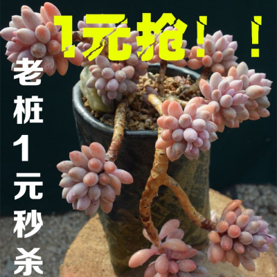 多肉老桩1元抢购/多肉植物盆栽 多肉特价 绿植 满元(请先与客服确认再下单)