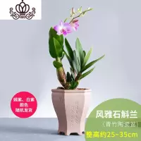 封后石斛兰花卉观花植物室内花绿植花卉盆栽阳台植物石斛兰盆栽带花 清竹陶瓷盆[石斛兰] 带盆栽好