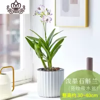 封后石斛兰花卉观花植物室内花绿植花卉盆栽阳台植物石斛兰盆栽带花 竖盆[泼墨石斛兰] 带盆栽好