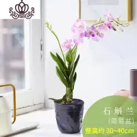 封后石斛兰花卉观花植物室内花绿植花卉盆栽阳台植物石斛兰盆栽带花 简易盆[石斛兰] 带盆栽好