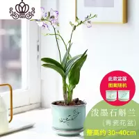 封后石斛兰花卉观花植物室内花绿植花卉盆栽阳台植物石斛兰盆栽带花 青瓷花盆[泼墨石斛兰] 带盆栽好