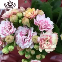 封后重瓣长寿花盆栽植物室内花卉桅子花室内阳台桌面盆栽花卉观花植物 长寿花复色长寿花带花苞发货 含盆