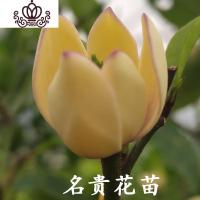 封后花盆栽树苗庭院阳台四季浓香型带花苞室内花卉观花植物室内花 十年苗 不含盆