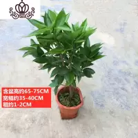 封后平安树盆栽大型绿植花卉平安树树苗室内客厅办公室植物平安树盆景 小号大平安树(60-70CM) 不含盆