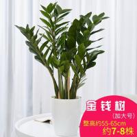 客厅花卉盆景室内植物装饰摆件金钱树盆栽绿植-新金钱树(加大号)