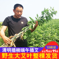 端午新鲜艾叶艾草端午大艾野生整棵株泡澡月子泡脚泡茶食用