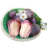 绿源 云南高山紫土豆 新鲜乌洋芋 精选紫皮含花青素乌土豆带箱10斤特产
