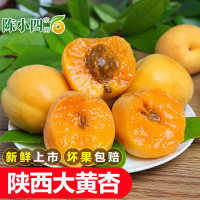 陕西大黄杏 2斤 酸甜大杏子 新鲜时令水果产地精选 陈小四水果