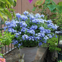 法耐花园蓝雪花栀子花茉莉花盆栽苗阳台庭院多季开花清香植物