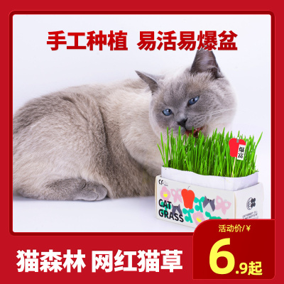 （2件9折）猫咪零食猫草种子套装手工种植盆栽猫咪吐毛球清口气网红爆盆猫草