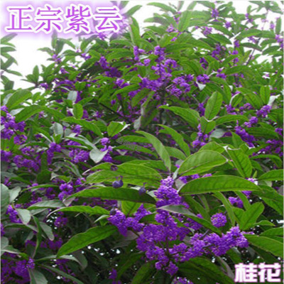 回固桂花树桂花紫云紫色桂花 桂花树苗盆栽桂花树 当年开花苗 8年苗当年开花 不含盆 2年苗当年开花