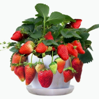回固草莓种子易活奶油大草莓籽庭院阳台盆栽室内外花种籽子四季蔬菜种花毛茛