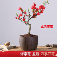 回固长寿冠海棠花盆栽四季开花树苗花卉植物观赏室内盆景老桩耐寒