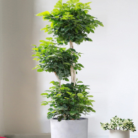 幸福树盆栽客厅好养绿植室内办公室绿宝大型植物吸甲醛净化空气